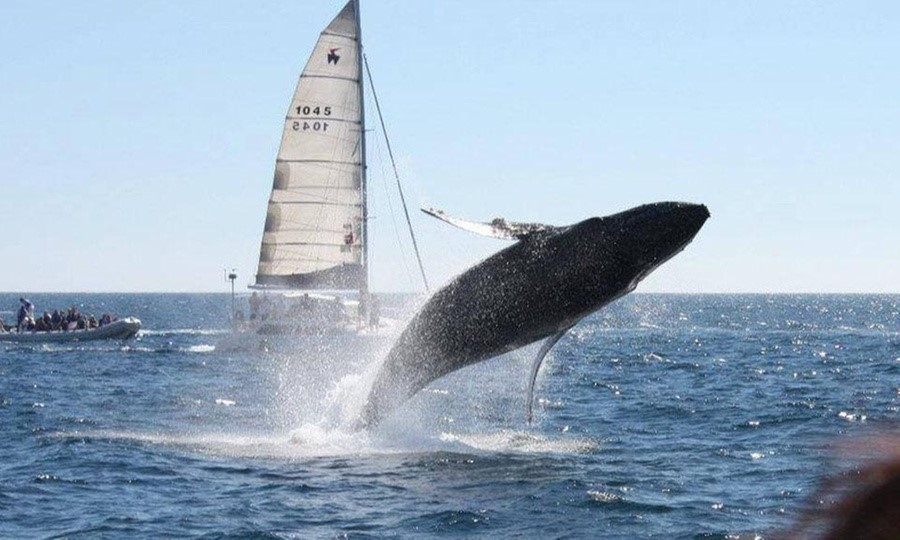 https://www.lunacabo.com/app/uploads/2019/10/whale-watching-los-cabos.jpg