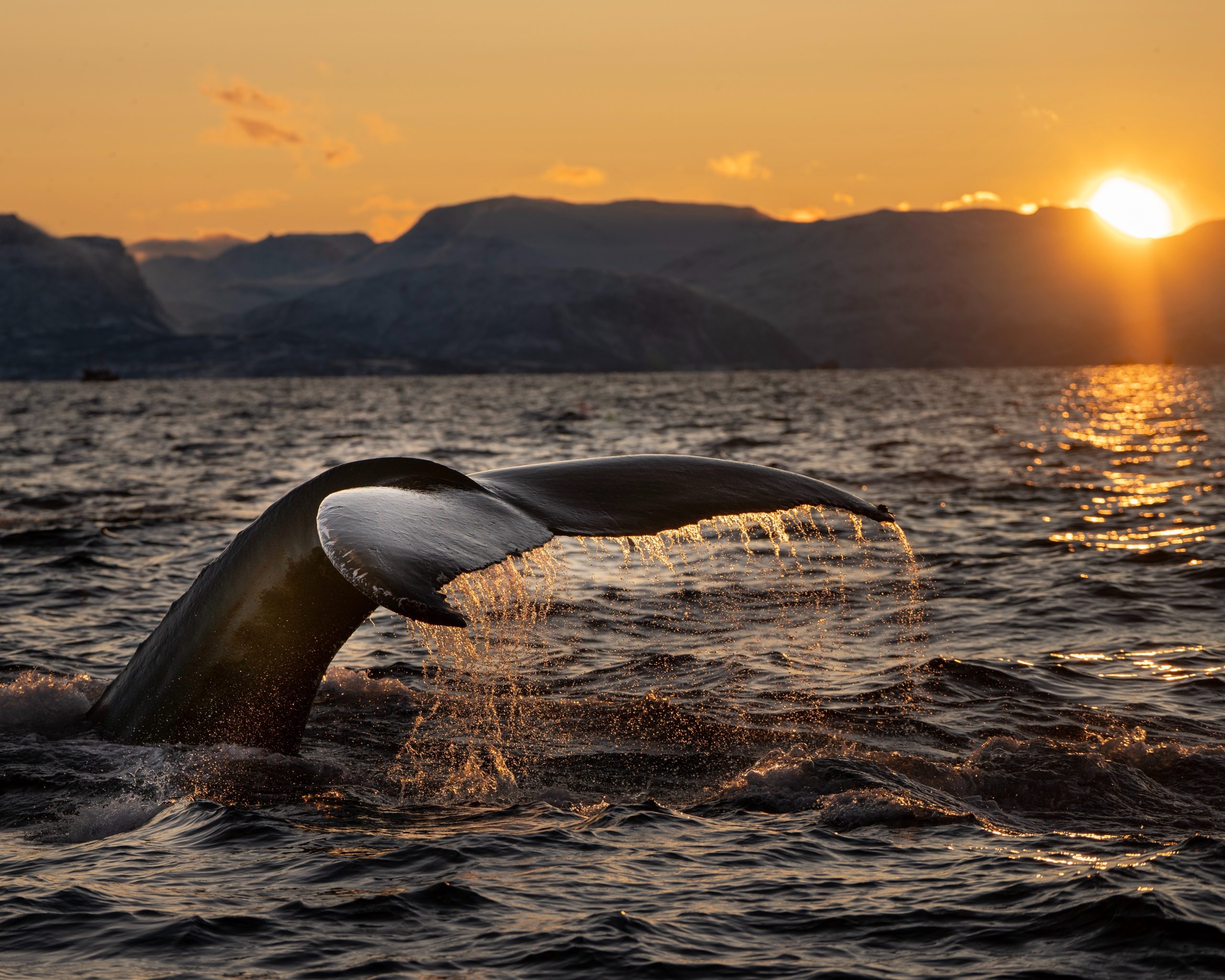 Whale tail at sunset