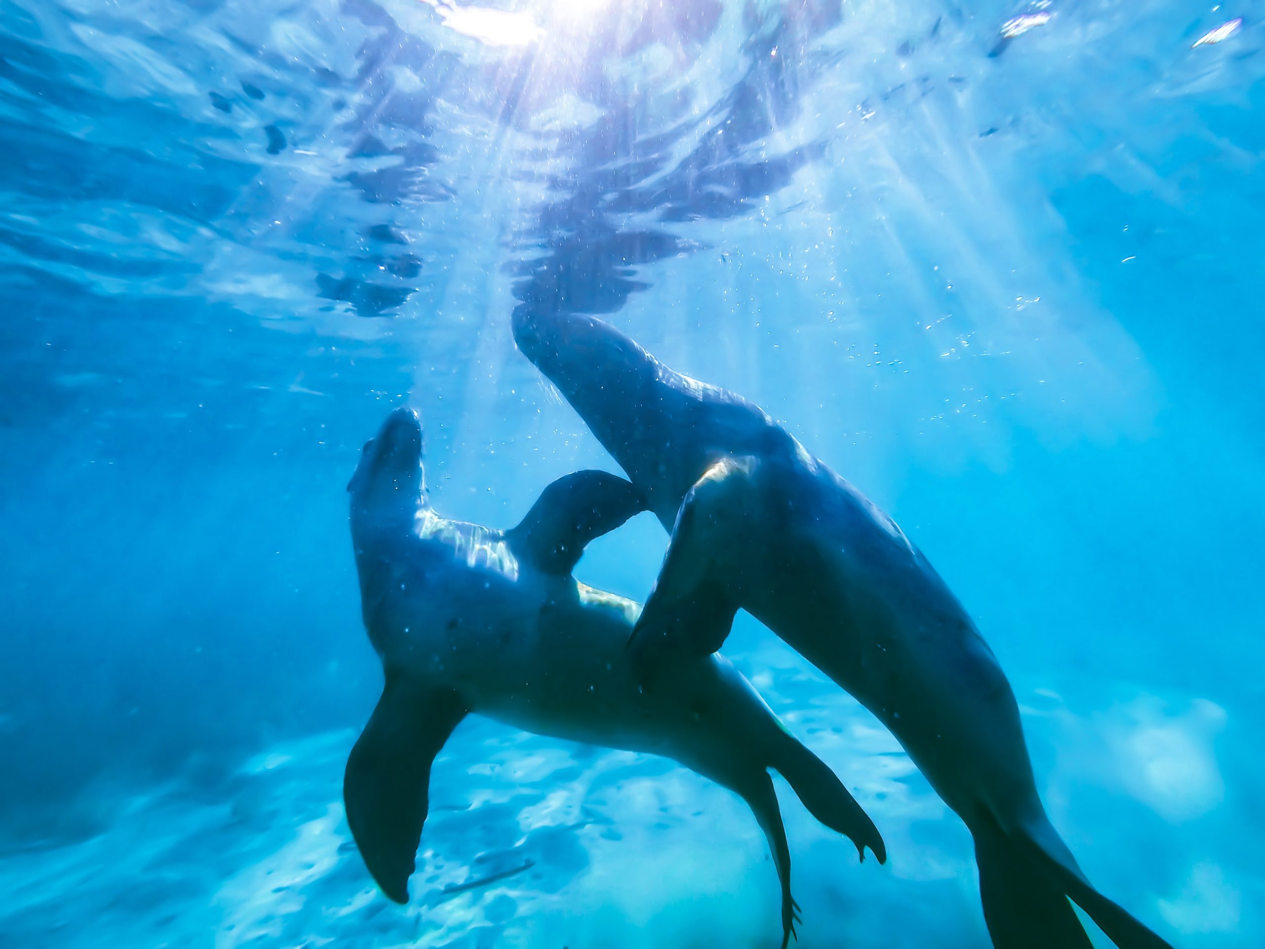 seals swimming underwater