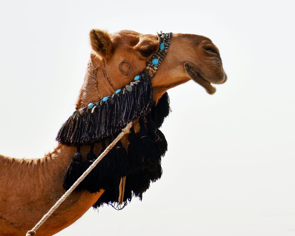 Camel Ride in Los Cabos