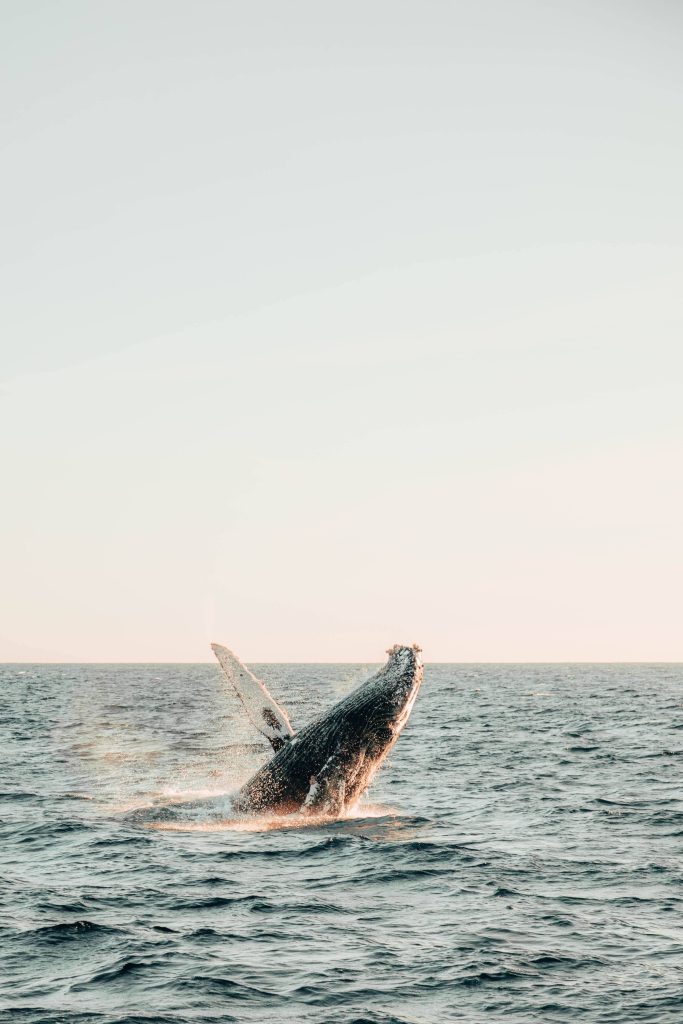 The peak season for spotting humpbacks is from late December to late January.